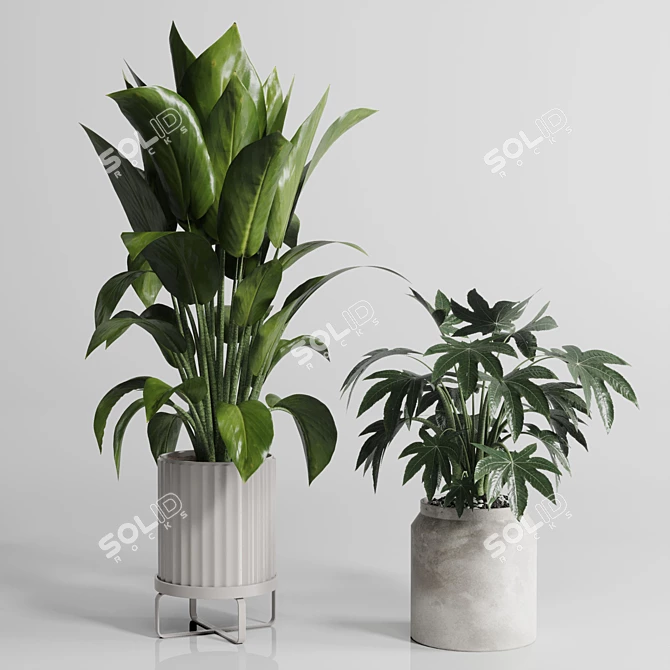 Ficus Rubber Tree Set 3D 3D model image 3