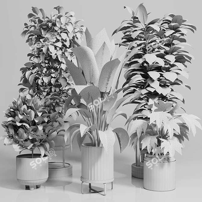 Ficus Rubber Tree Set 3D 3D model image 6