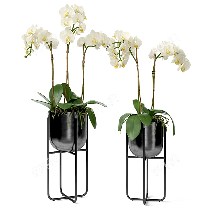 Orchid in Pot | V-Ray-Compatible 3D model image 1