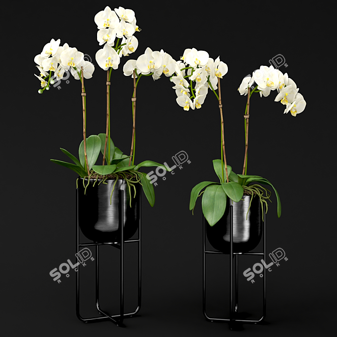 Orchid in Pot | V-Ray-Compatible 3D model image 2