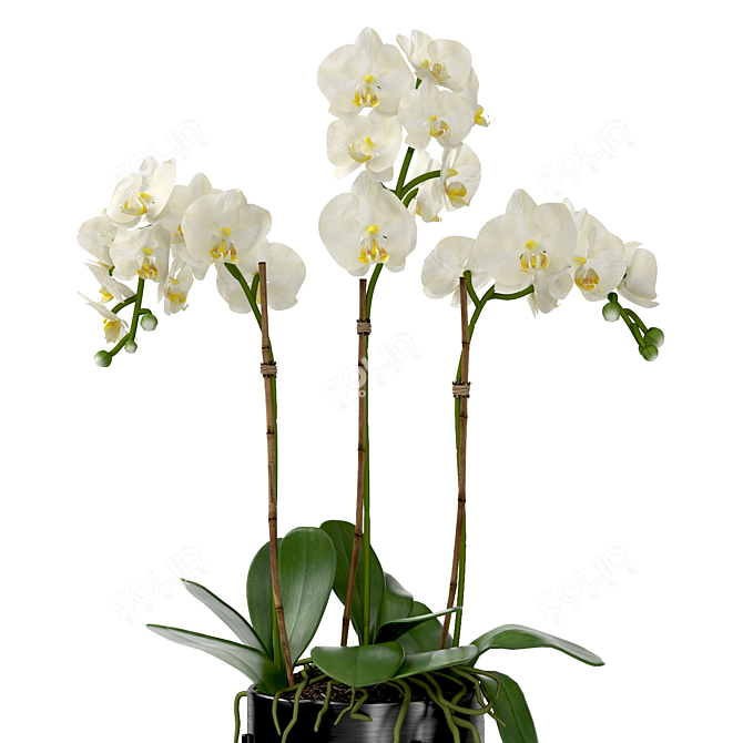 Orchid in Pot | V-Ray-Compatible 3D model image 3