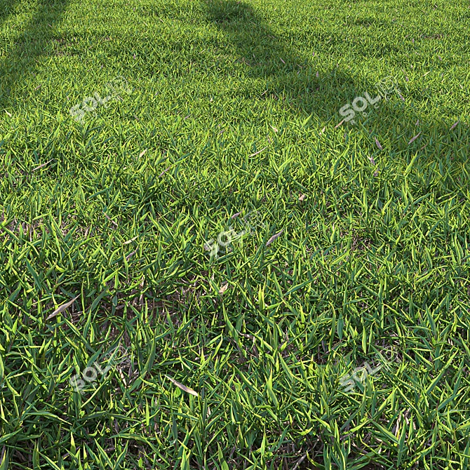 High-Quality Bermuda Grass Render Kit 3D model image 5