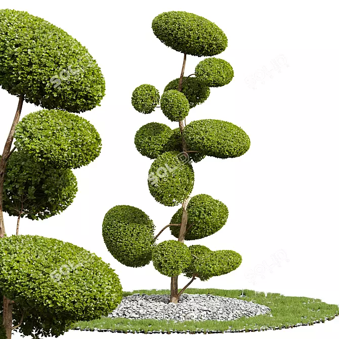 Nerve Plant Ficus Variety Green 3D model image 1