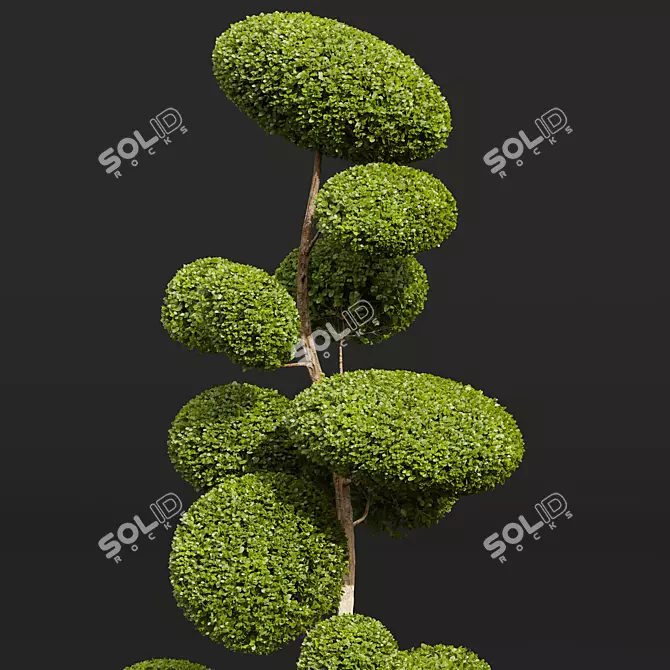 Nerve Plant Ficus Variety Green 3D model image 2