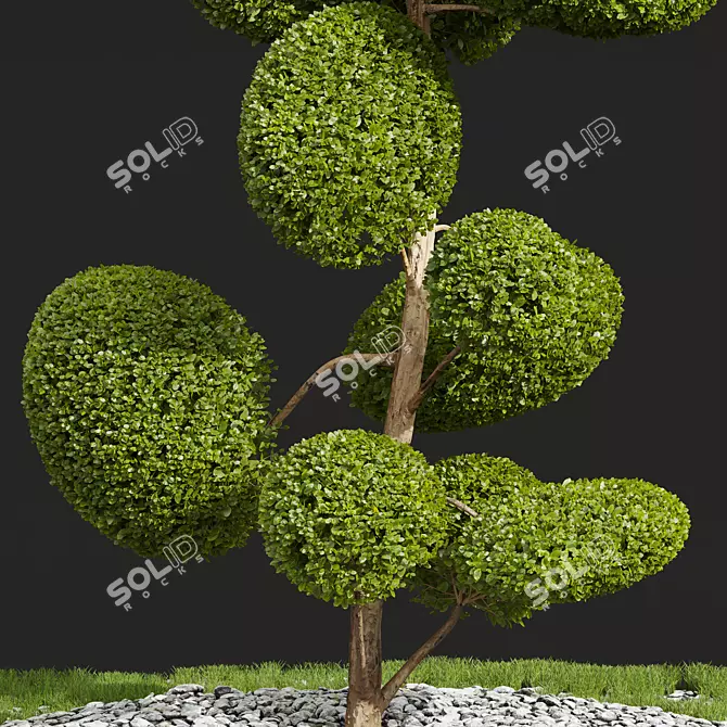 Nerve Plant Ficus Variety Green 3D model image 3