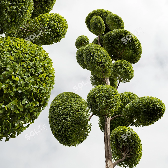 Nerve Plant Ficus Variety Green 3D model image 4