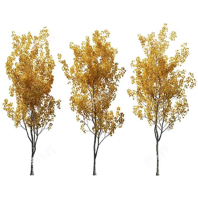  Aspen Trees 3D Models Collection 3D model image 2