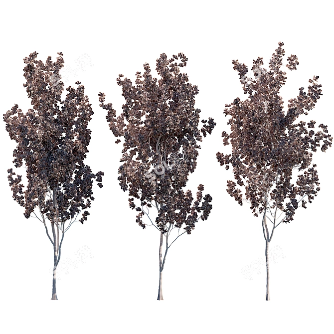  Aspen Trees 3D Models Collection 3D model image 6