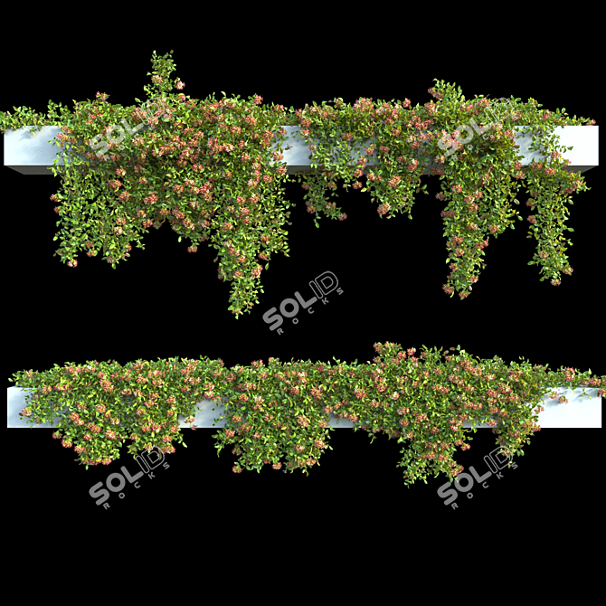 Rangoon Creeper Honeysuckle Vine 3D model image 1