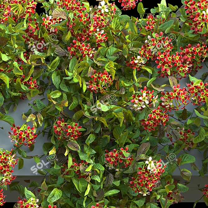 Rangoon Creeper Honeysuckle Vine 3D model image 2