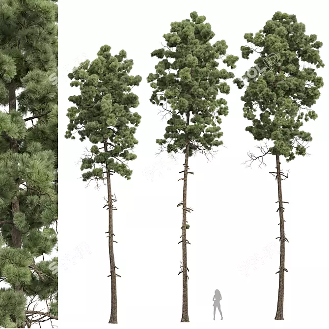 Southeastern Pinus Engelmannii 3D Model 3D model image 1