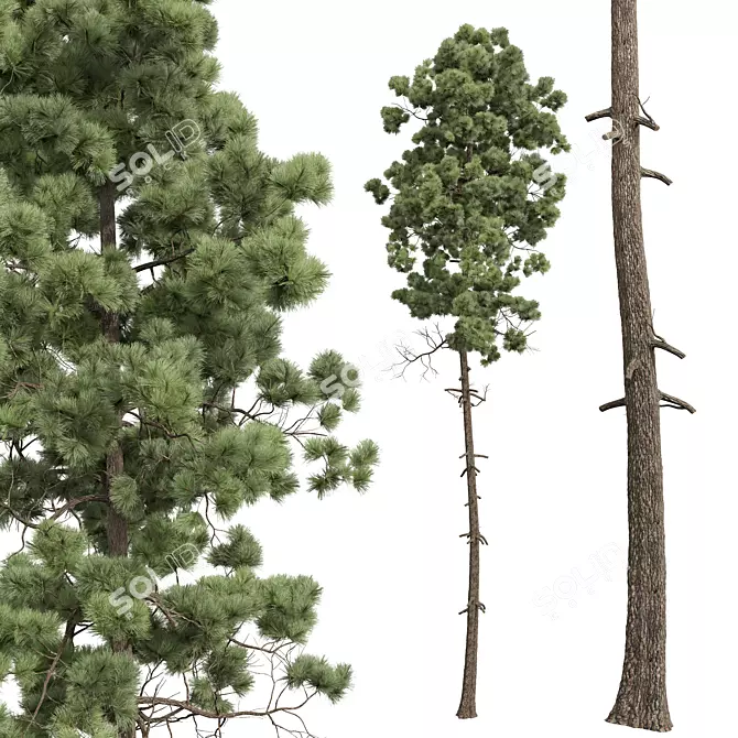 Southeastern Pinus Engelmannii 3D Model 3D model image 3