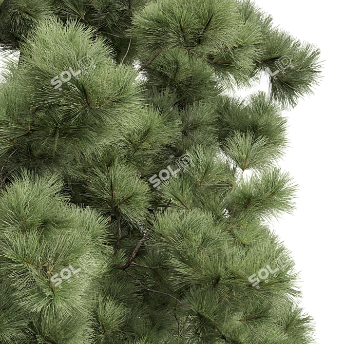 Exotic Fern and Pine Trees 3D model image 2