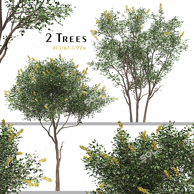 Moroccan Broom Tree Duo 3D model image 1