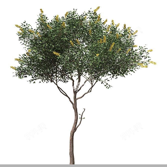 Moroccan Broom Tree Duo 3D model image 2