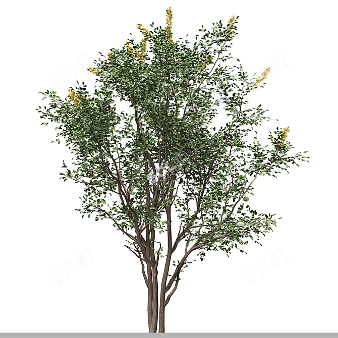 Moroccan Broom Tree Duo 3D model image 3