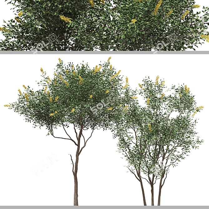 Moroccan Broom Tree Duo 3D model image 4