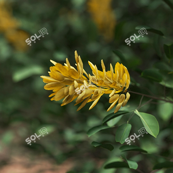 Moroccan Broom Tree Duo 3D model image 5