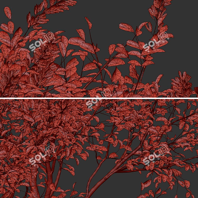 Moroccan Broom Tree Duo 3D model image 6