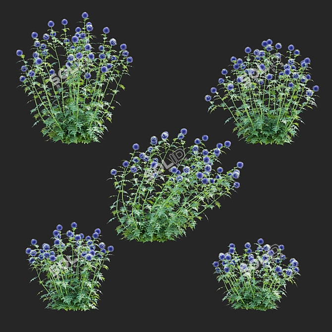 Bannaticus Echinops Flower Models 3D model image 2