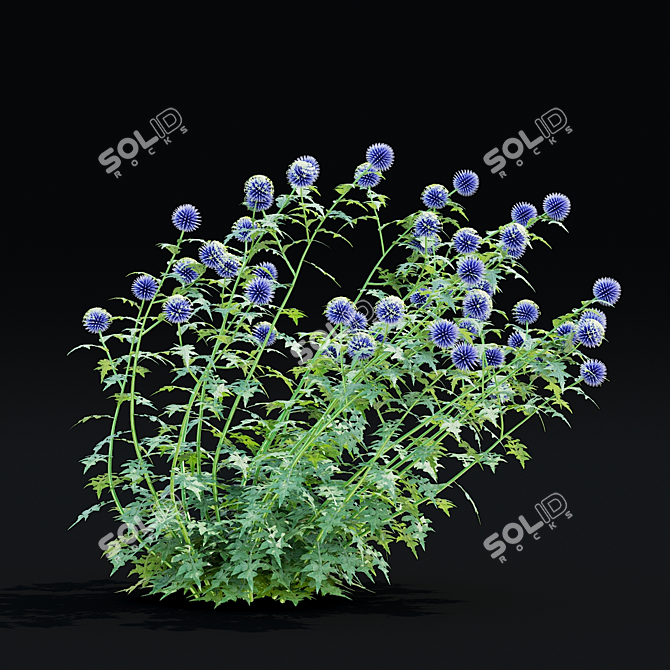 Bannaticus Echinops Flower Models 3D model image 3