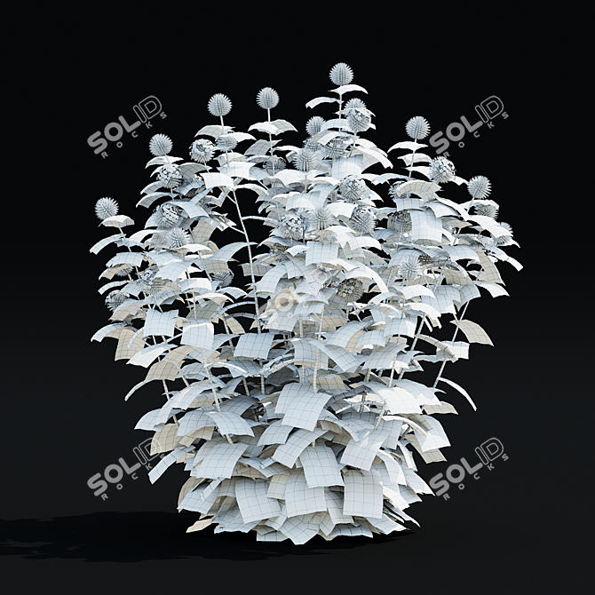 Bannaticus Echinops Flower Models 3D model image 5