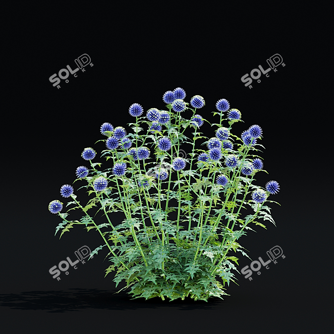 Bannaticus Echinops Flower Models 3D model image 6