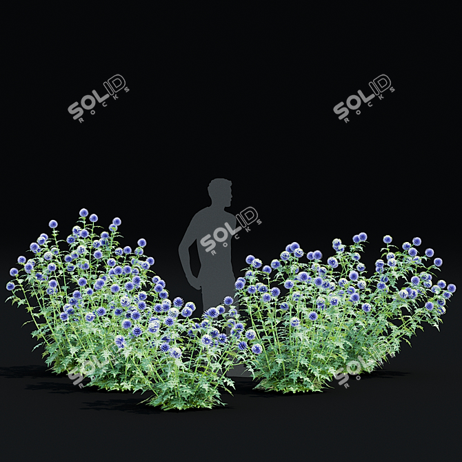 Bannaticus Echinops Flower Models 3D model image 7