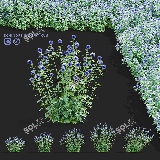 Bannaticus Echinops Flower Models 3D model image 8