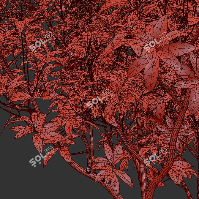 Rhododendron Ponticum Trio Live Plants 3D model image 4