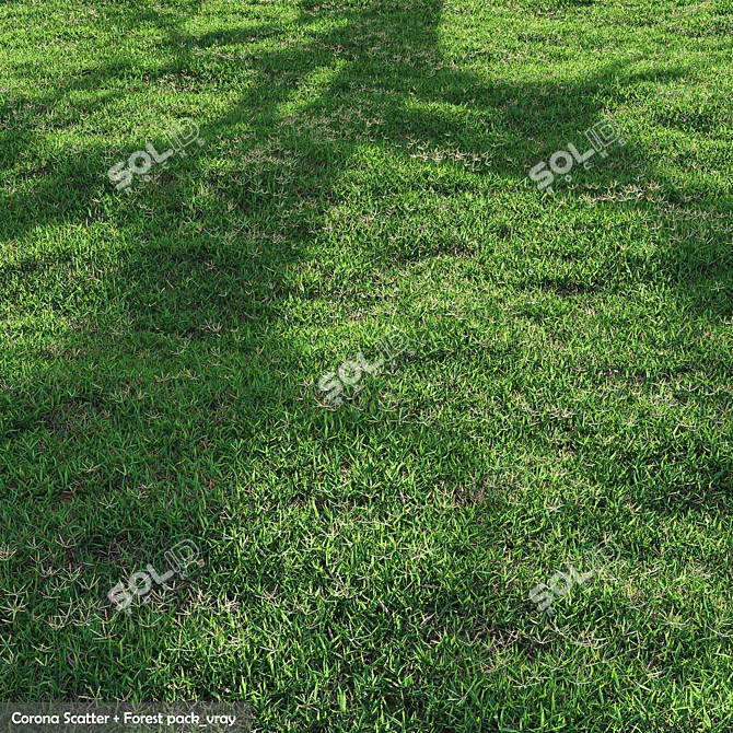 High-Quality Bermuda Grass Package 3D model image 1