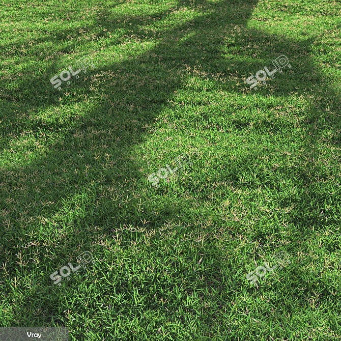 High-Quality Bermuda Grass Package 3D model image 2