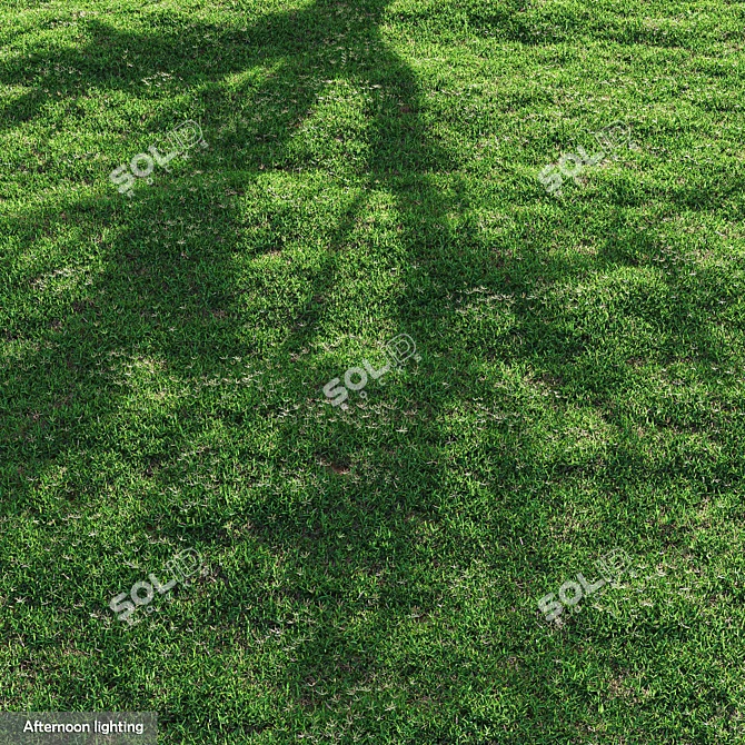 High-Quality Bermuda Grass Package 3D model image 3