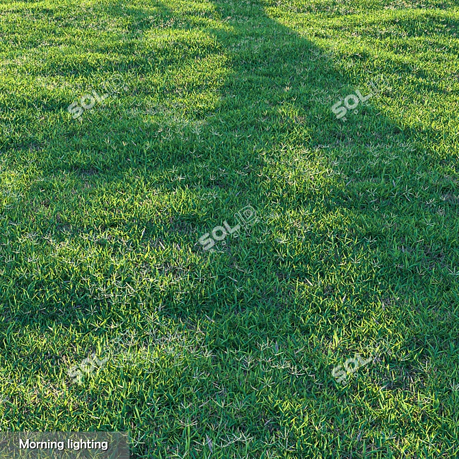 High-Quality Bermuda Grass Package 3D model image 4