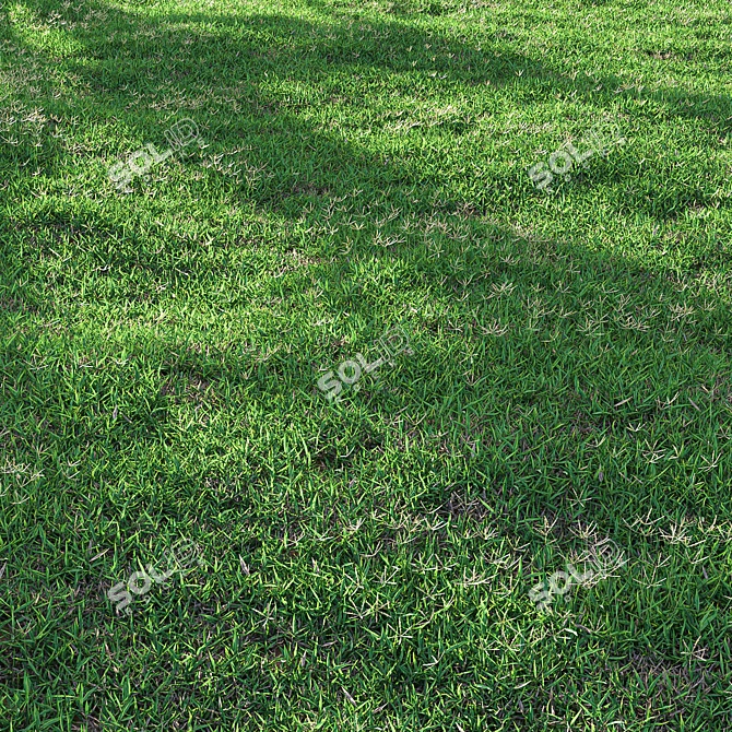 High-Quality Bermuda Grass Package 3D model image 5