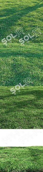 High-Quality Bermuda Grass Package 3D model image 6