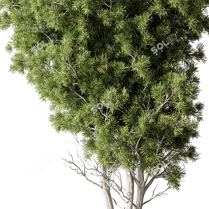 Tree in Pot: Outdoor Plant 3D model image 2