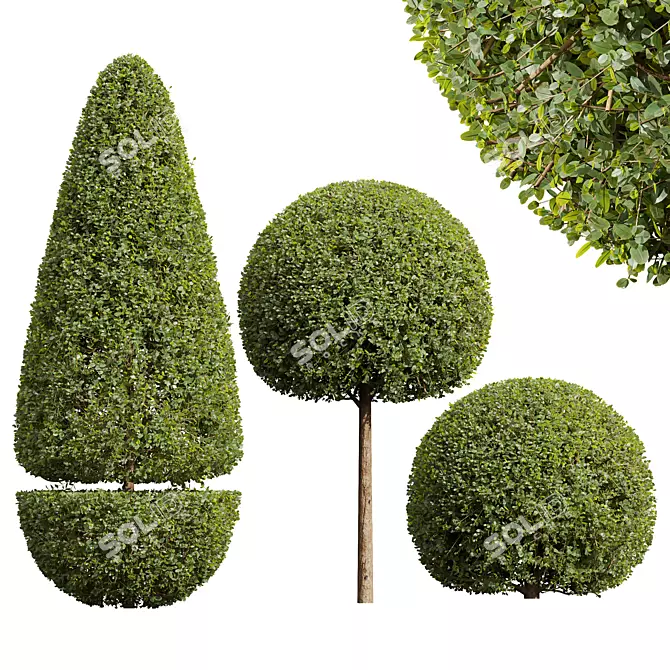 Ficus Concinna Bonsai Pruned Set 3D model image 1