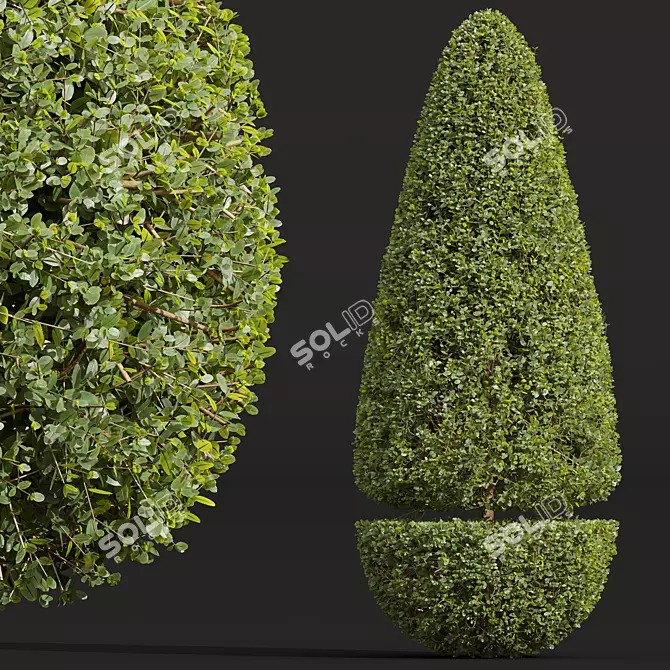Ficus Concinna Bonsai Pruned Set 3D model image 2
