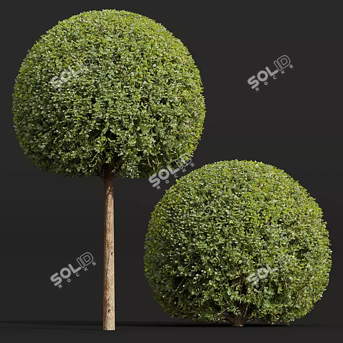 Ficus Concinna Bonsai Pruned Set 3D model image 3