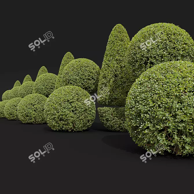 Ficus Concinna Bonsai Pruned Set 3D model image 4