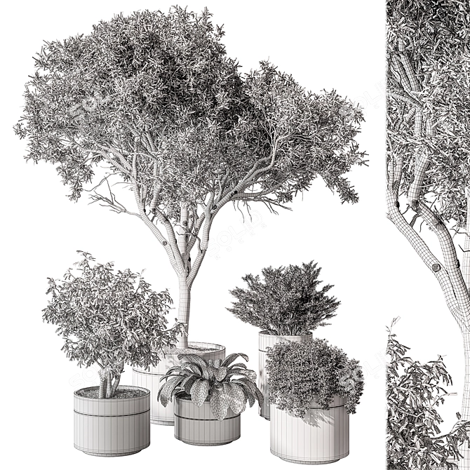 Corona Indoor Plant Set 439 3D model image 5