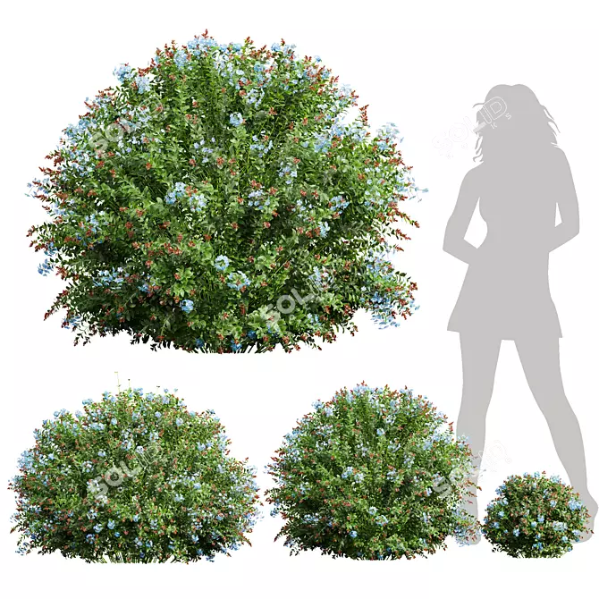 Plumbago Leadwort Plant Set 3D model image 1