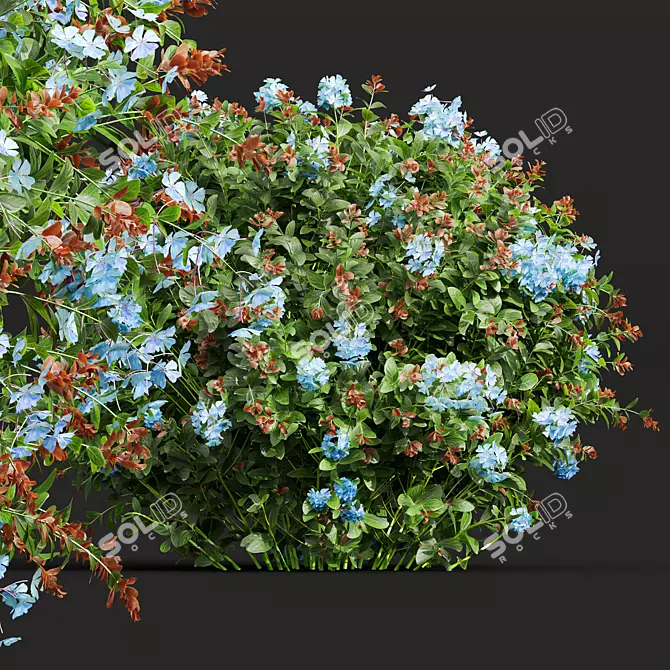 Plumbago Leadwort Plant Set 3D model image 3