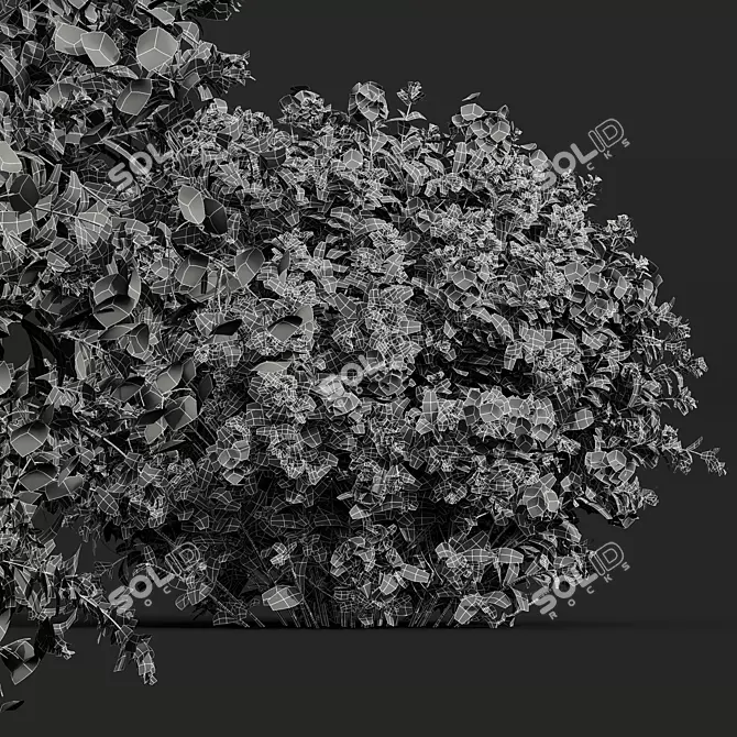 Plumbago Leadwort Plant Set 3D model image 5