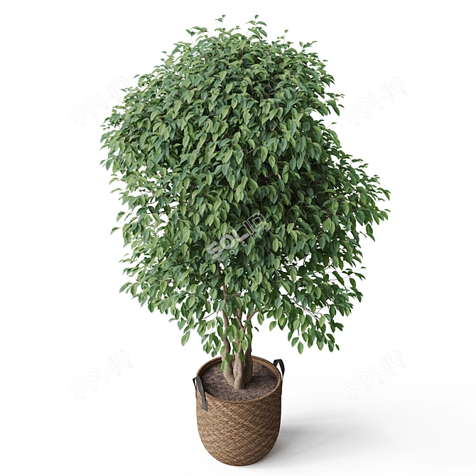 Vibrant Botanical Multipack 782 3D model image 3