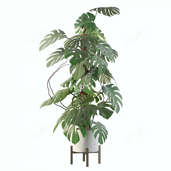 Tropical Monstera Plant Collection 3D model image 4