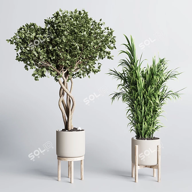 Indoor Plant Collection Ficus Ravenala 3D model image 2