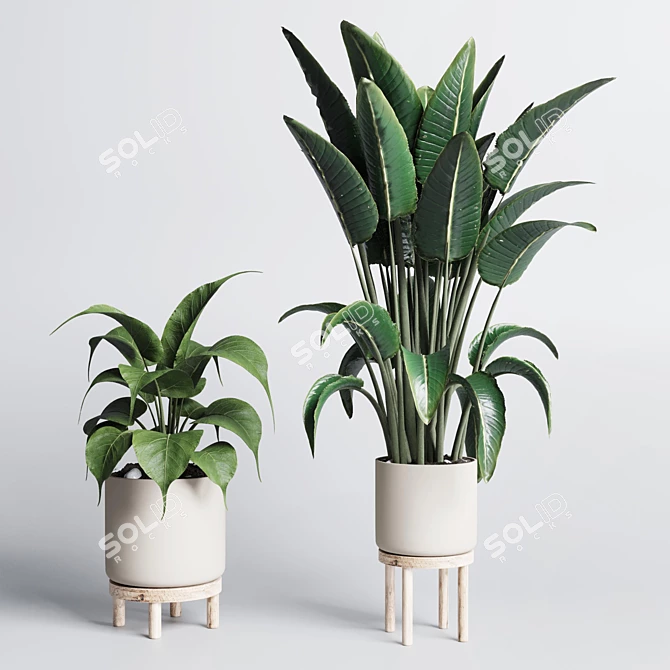 Indoor Plant Collection Ficus Ravenala 3D model image 3