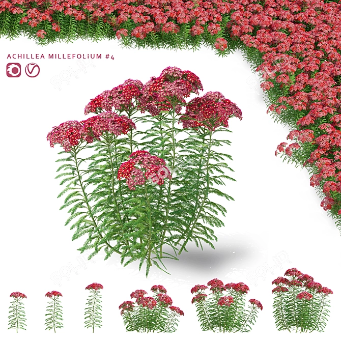 Achillea Millefolium Flower Collection 3D model image 1
